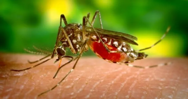 Ove četiri grupe ljudi najvi&scaron;e privlače komarce