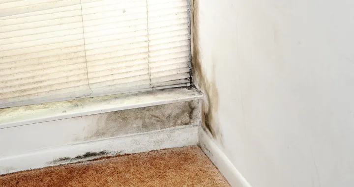 Vlaga u stanu: Kako je ukloniti zauvijek?