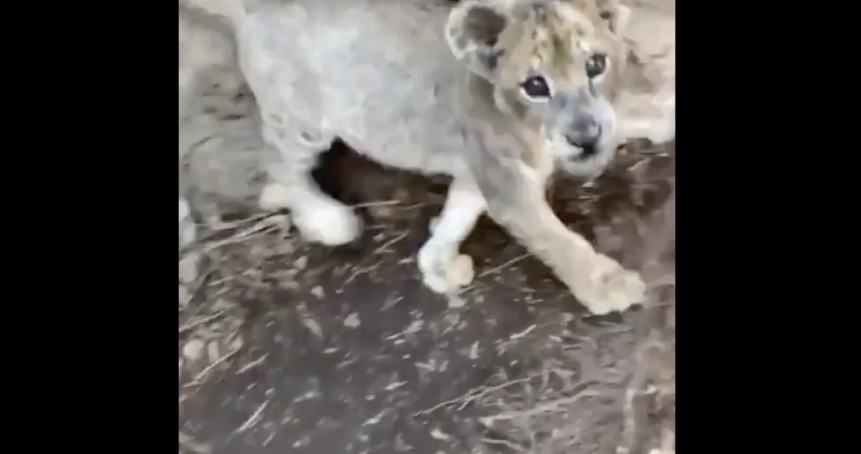 razigrano mladunče/