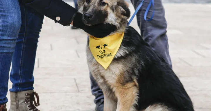 Poziv za sprečavanje masovnog uni&scaron;tavanja pasa u Odžaku