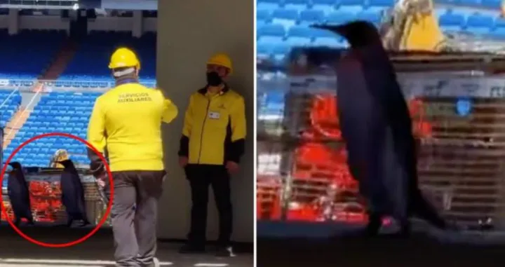 (VIDEO) Nestvarne scene dolaze iz &Scaron;panije: Pogledajte kako dva pingvina &scaron;etaju tribinama stadiona Real Madrida