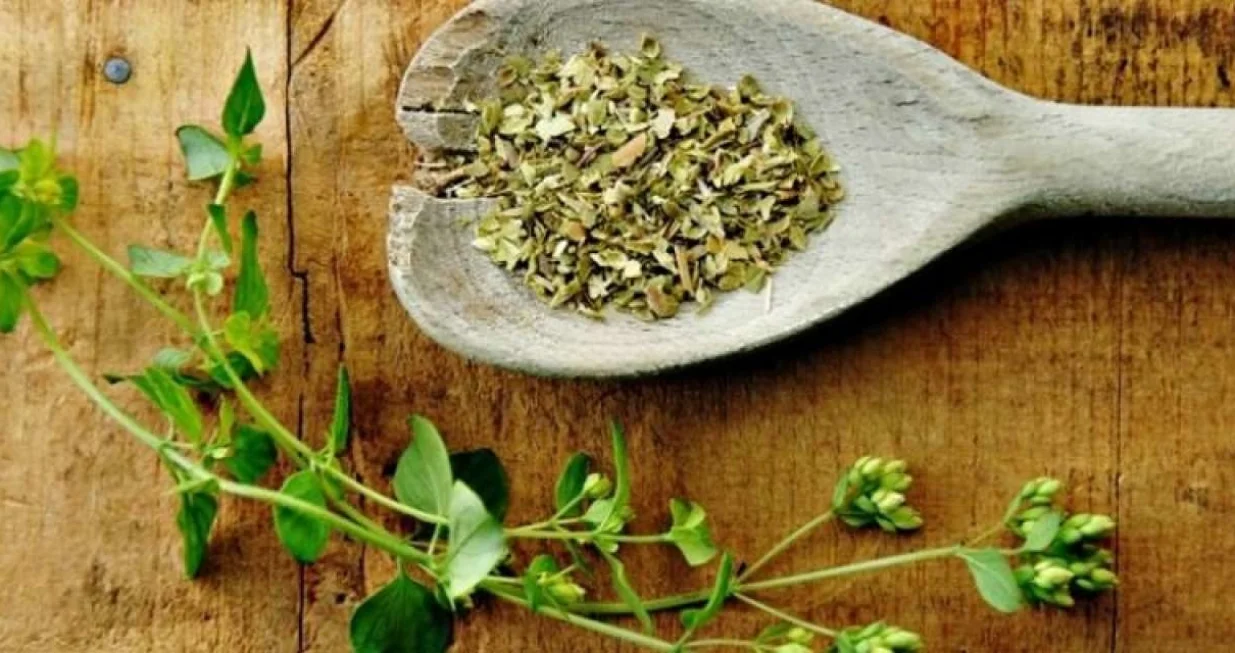 Može se uzgajati i u zatvorenom