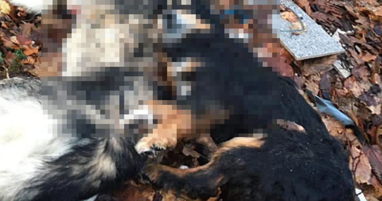 Ubijanje pasa koje vr&scaron;e lovci učestala su pojava u mnogim gradovima BiH, ističu u udruženjima