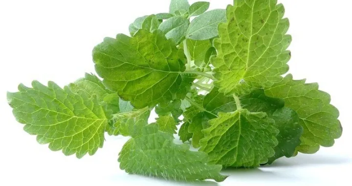 Čarobna biljka za nespretne ljubavnike i očajnike