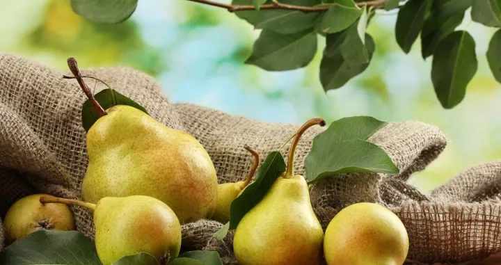 Izvrstan su dodatak jelima od divljači i patke