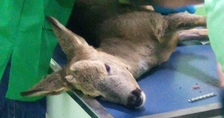 Tužna priča o lanetu mogla bi imati sretan kraj, ali Beganović mora platiti 900 KM za operaciju ovog ljepotana