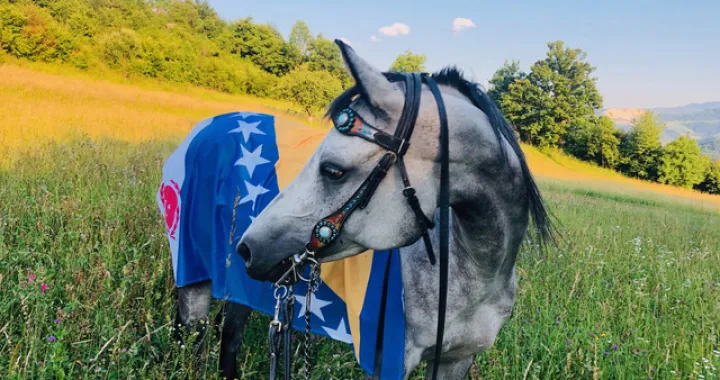 Kako smo spa&scaron;avali Bosanske arapske konje sa Borika
