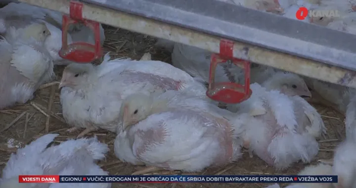 Uzgoj pilića sve skuplji/