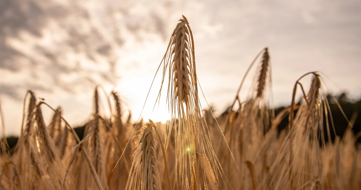 epa10111176 Barley plants shortly before its harvest on a field near Frankfurt, Germany, 13 July 2022 (issued 08 August 2022). The war in Ukraine is leading to a global wheat shortage as well as climate change and extreme drought, so the prices of wheat rise, according to the Food and Agriculture Organization of the United Nations (FAO). EPA/CONSTANTN ZINN ATTENTION: This Image is part of a PHOTO SET/Constantn Zinn