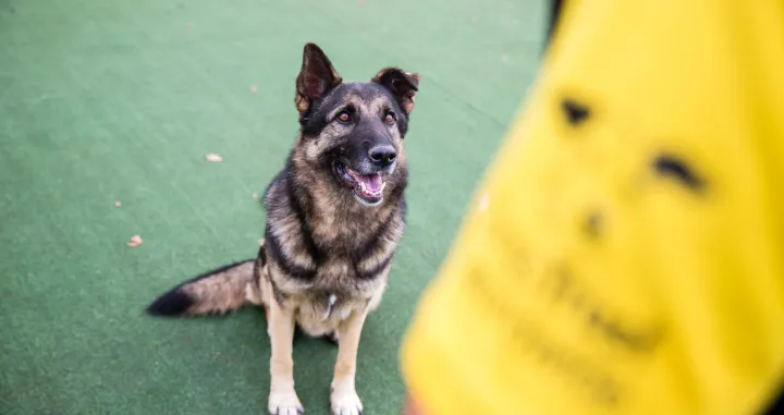 Dogs trust/Richard Murgatroyd