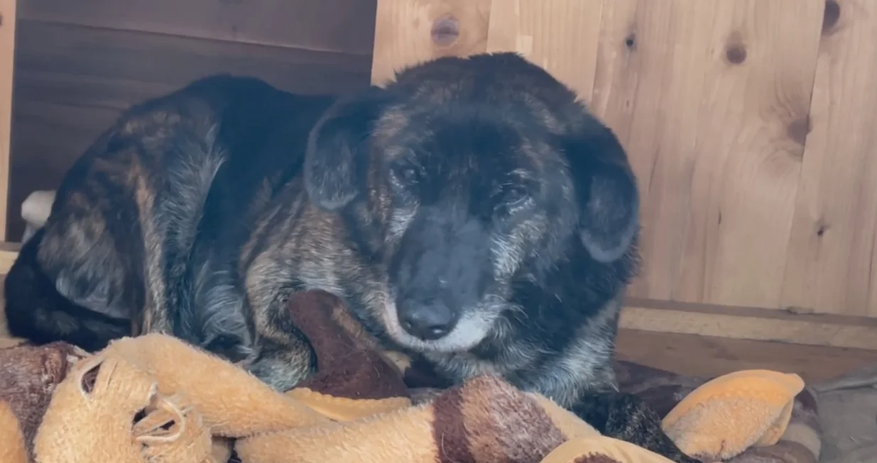 Upla&scaron;eni pas/ Screenshot/