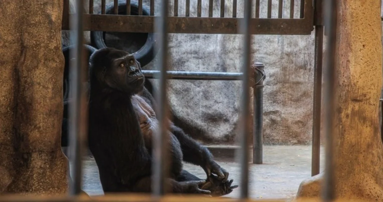 GORILA Bua Noi index/