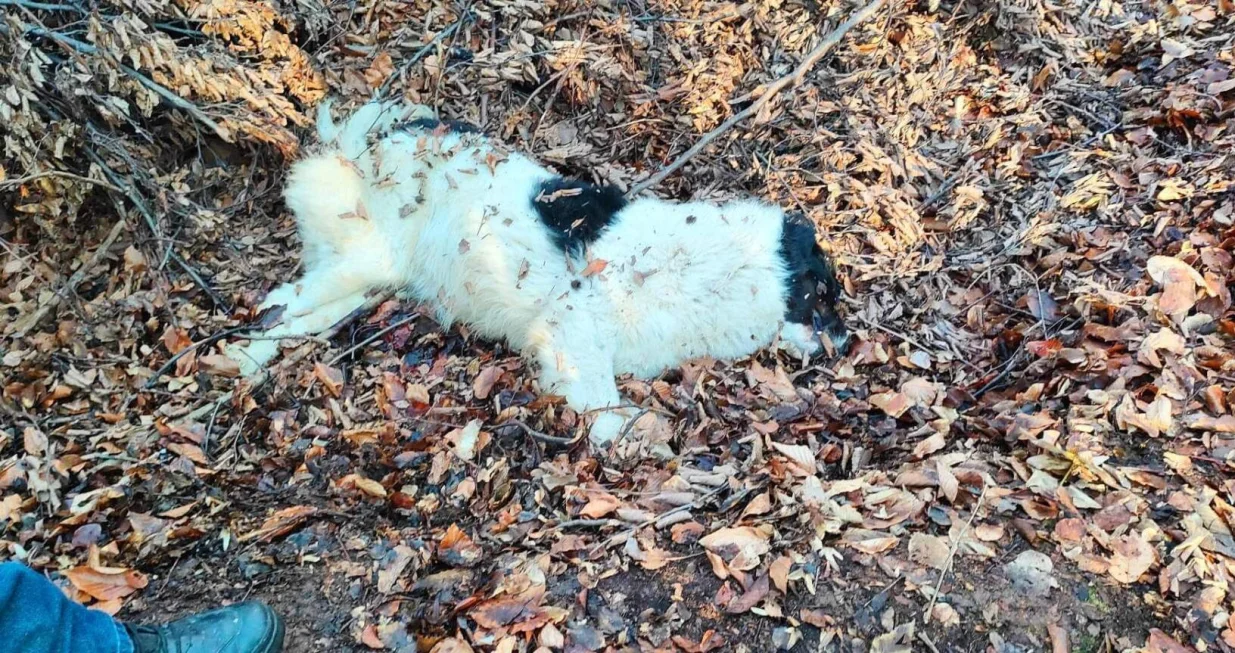 Ubijanje životinja u bh. gradovima/