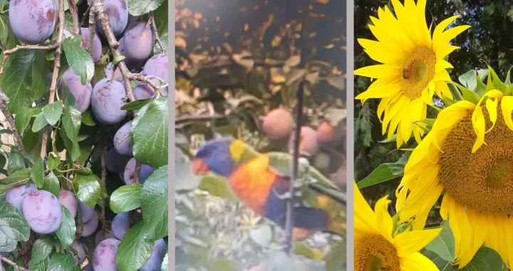 šljiva, papagaji, suncokret, Melbourne (Australija), Esad Tadžić/Esad Tadžić