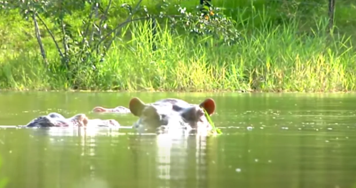 escobar nilski konj screenshot/