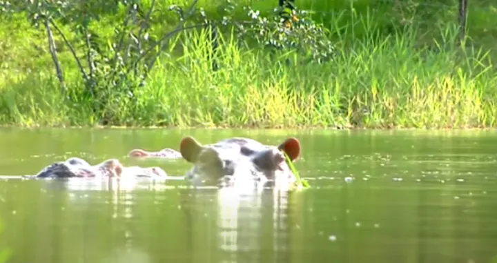 escobar nilski konj screenshot/