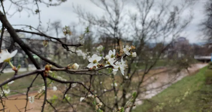 oblačno proljeće/Lejla Sofradžija