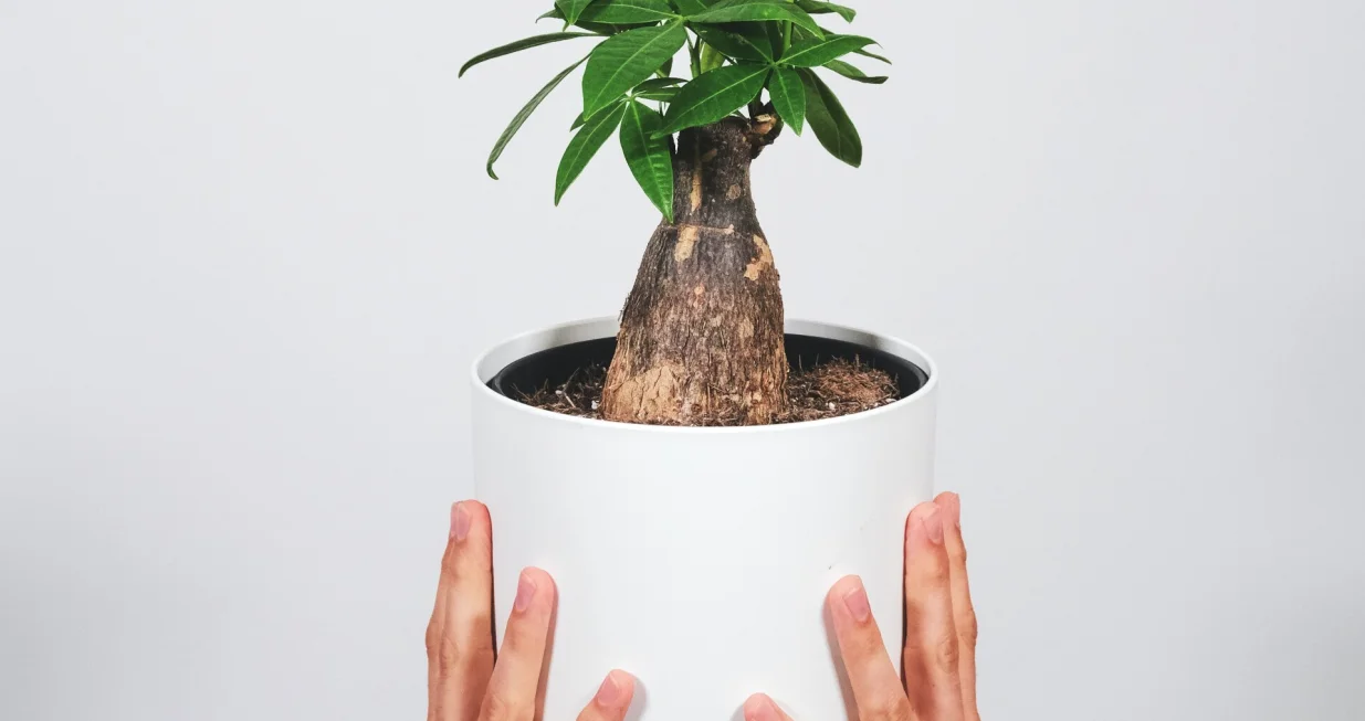 biljke, cvijeće/Unsplash