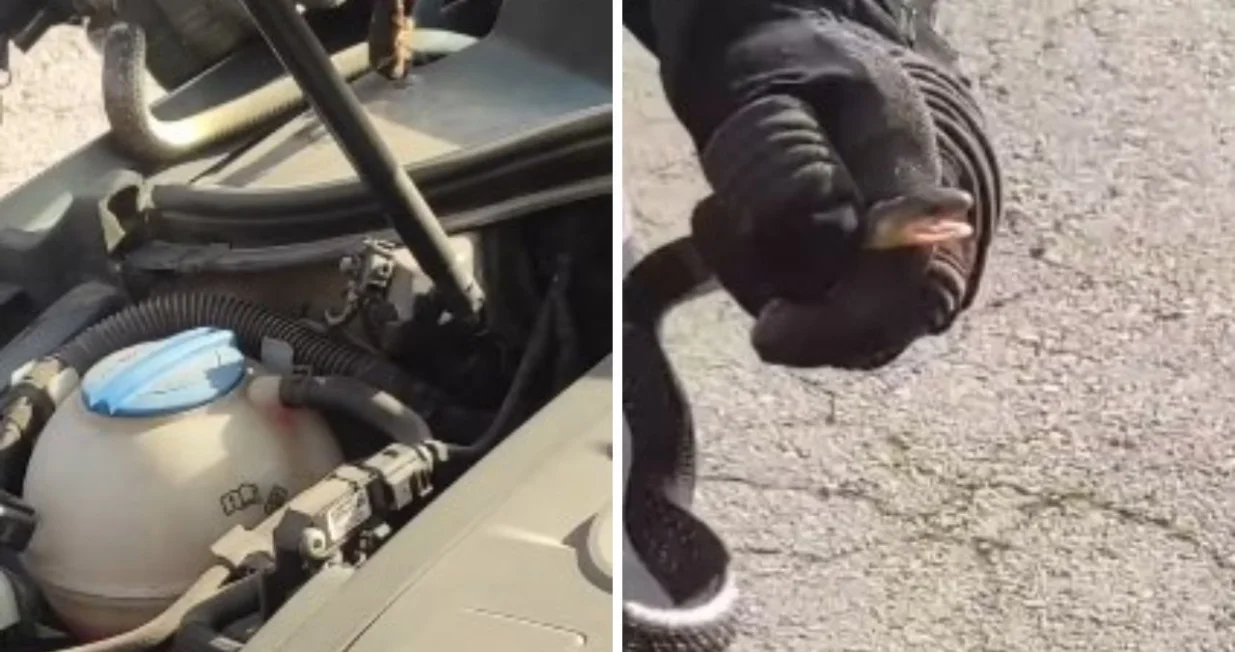 Nesvakida&scaron;nji prizor/ Facebook/