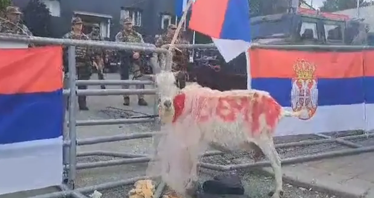 Srbi doveli kozu na protest/