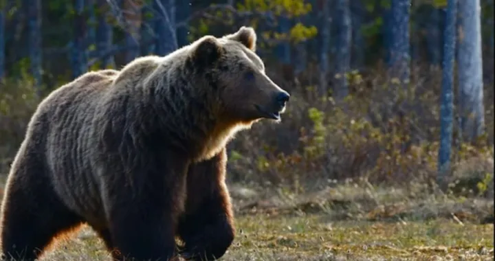 medvjed u &scaron;umi/