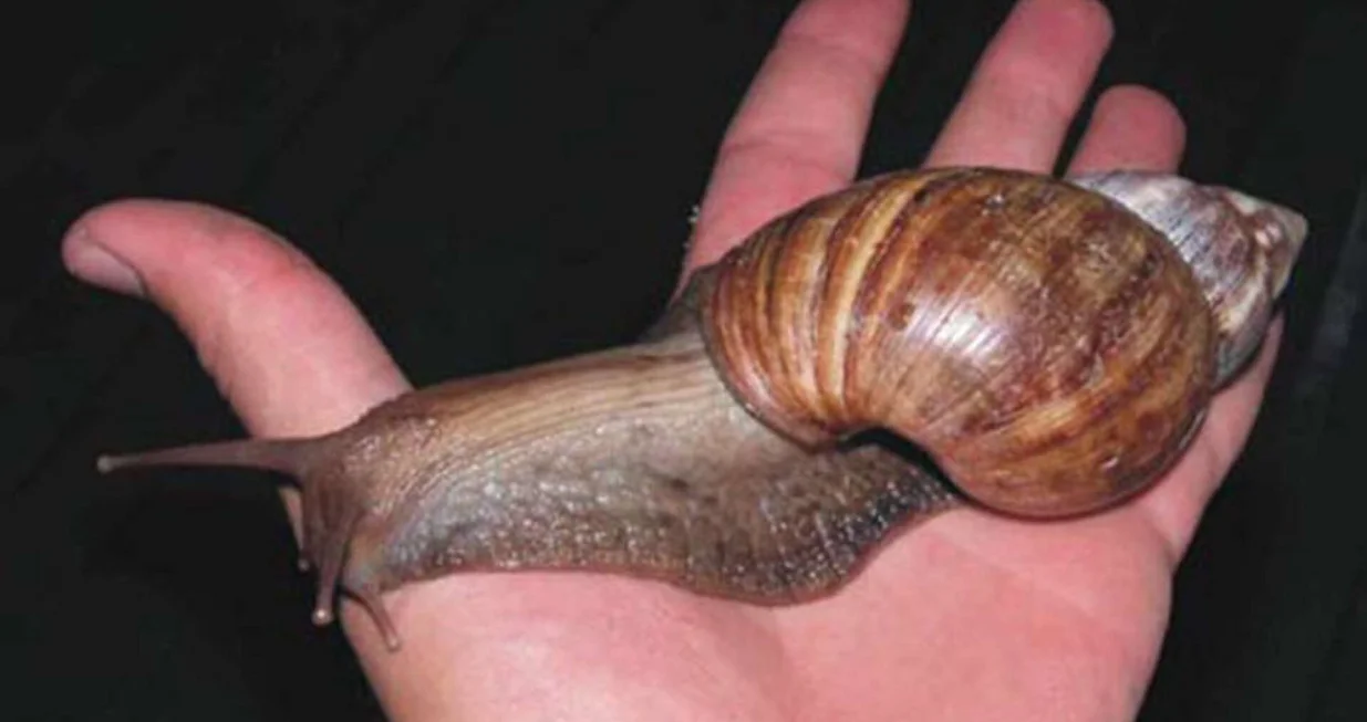 Džinovski afrički puževi mogu da narastu i do 20 cm i brzo se razmnožavaju/ Twitter/