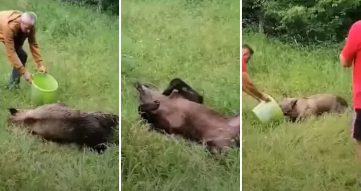 Medvjedica iz Jajca/Screenshot/