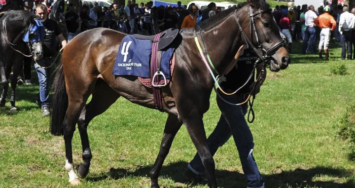 Konjičke trke u Bihaću/