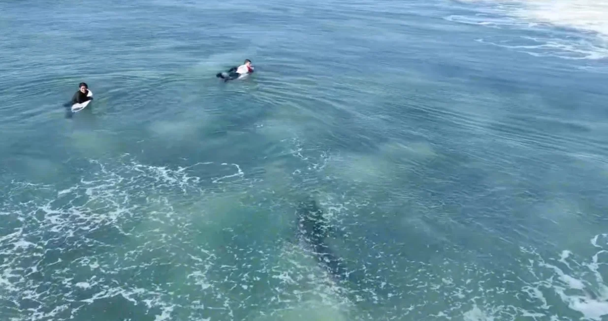 Jedan je digao noge, a onda je krenula prema drugom/ Facebook/