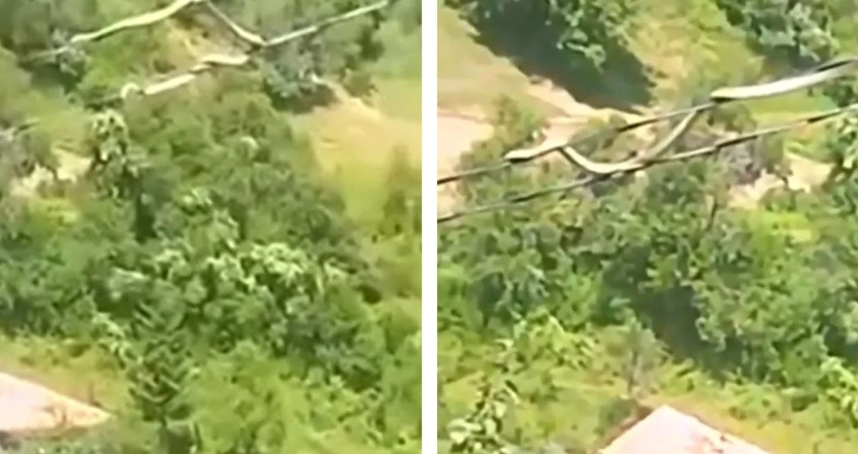 Koža zmija slabo provodi struju, tvrdi Vuković/