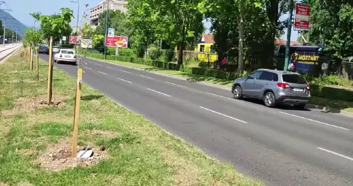 Sadnice na dijelu tramvajske pruge/Facebook/