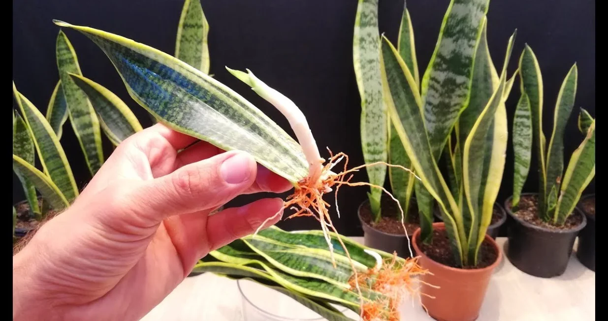 svektvin jezik biljka/