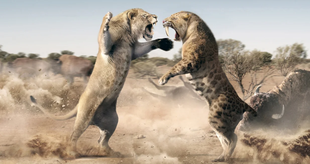 američki lavovi Hakai Magazine/