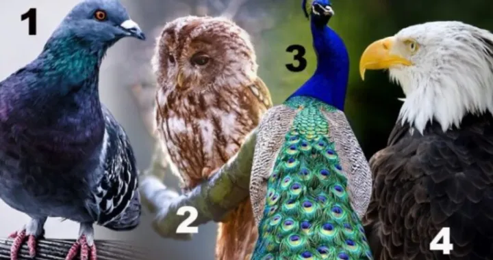 Izaberite jednu pticu/Twitter