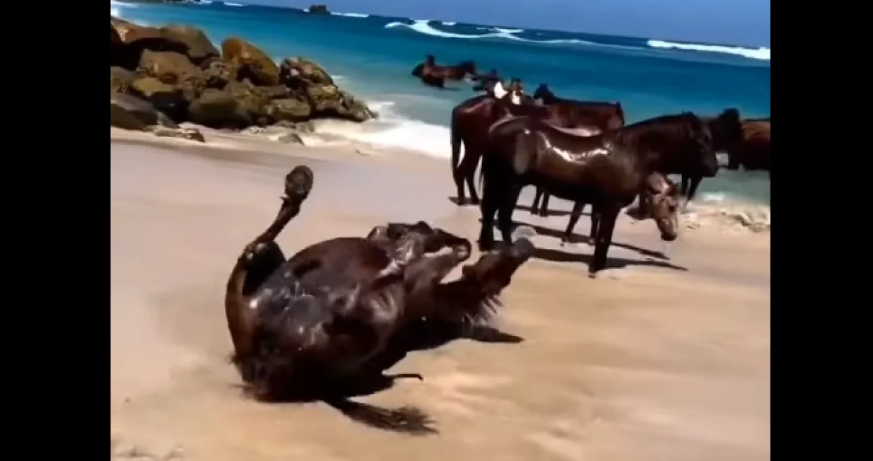 konji plaža tropski otok screenshot/