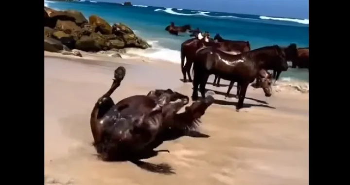 konji plaža tropski otok screenshot/