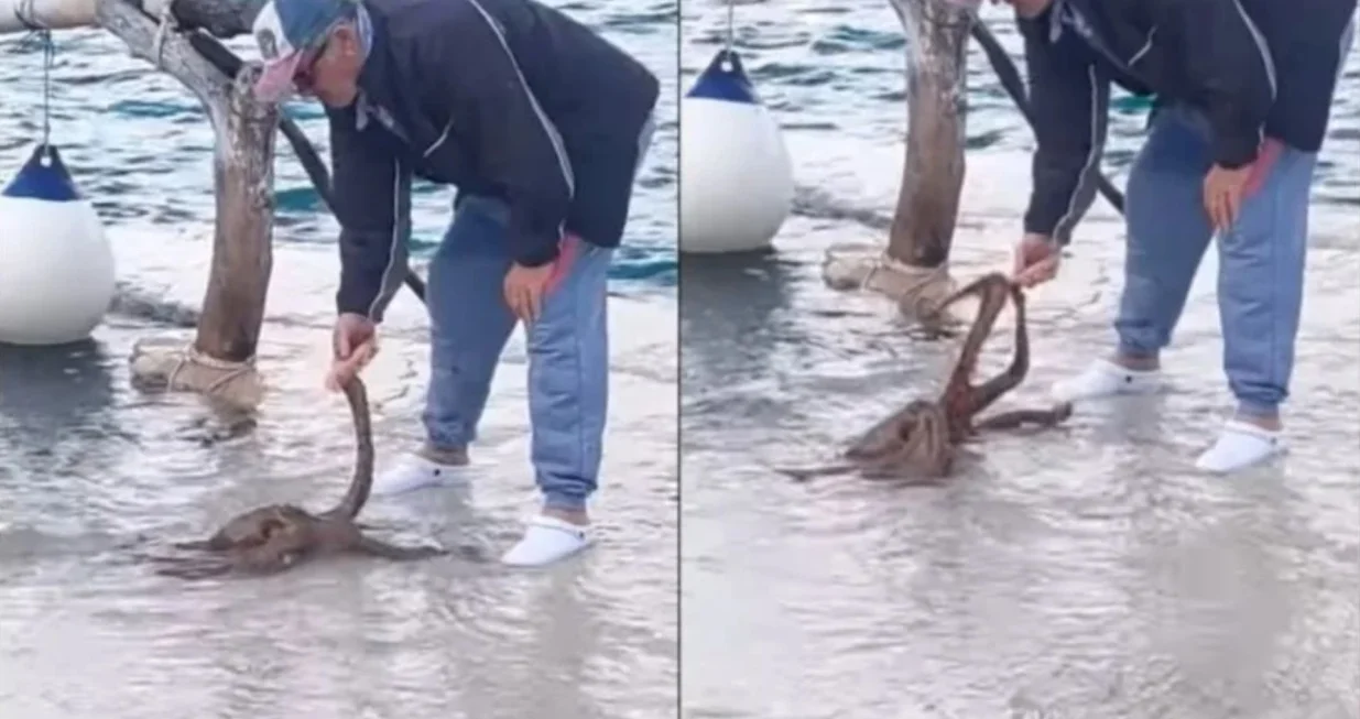 Na otoku Hvaru imaju neobičnog ljubimca s osam udova/Youtube/@morskitv729‧