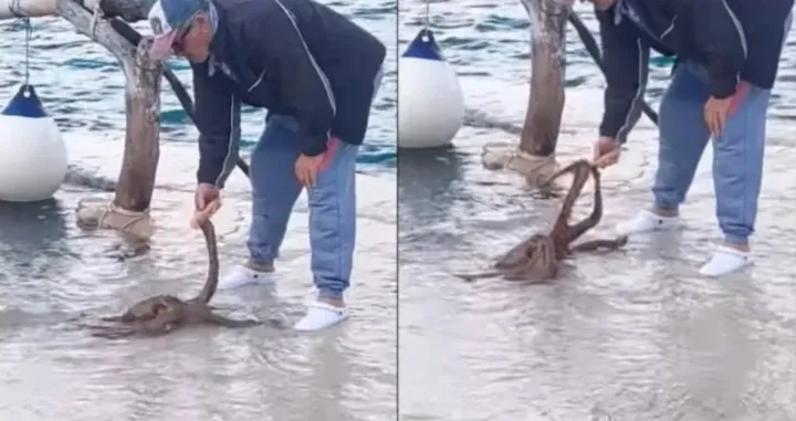 Na otoku Hvaru imaju neobičnog ljubimca s osam udova/Youtube/@morskitv729‧