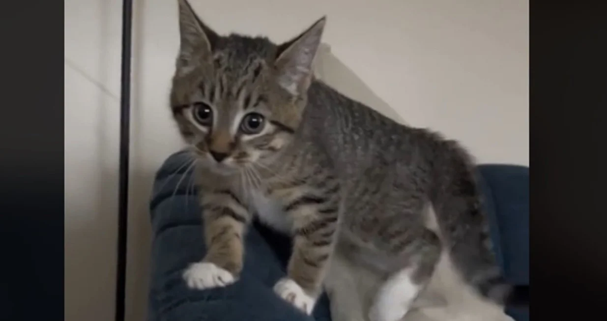 Mačić nakupio 32 miliona pregleda/Tiktok/ellalandy2