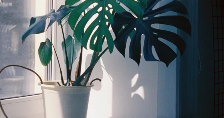 Ustaljeno je vjerovanje da neke biljke donose blagostanje i finansijsku dobit/Pexels/Elena Golovchenko