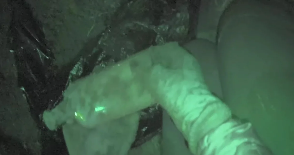 Tajanstvena hibridna vrsta nikla iz 'zombi sjemenki': Stručnjake zbunio 144 godine star pokus/