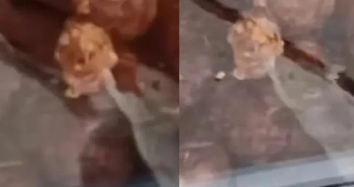 Mi&scaron; grickao kobasicu/Instagram/moj_beo_grad_