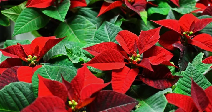 Božićna zvijezda je postala jedan od simbola Božića tek nedavno/ Needpix/