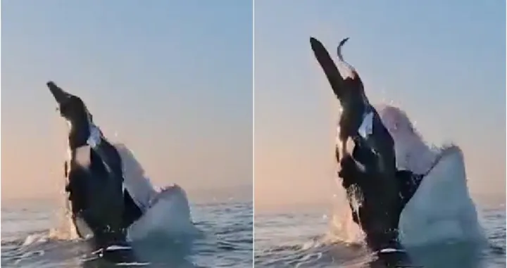 morska psina morski pas/