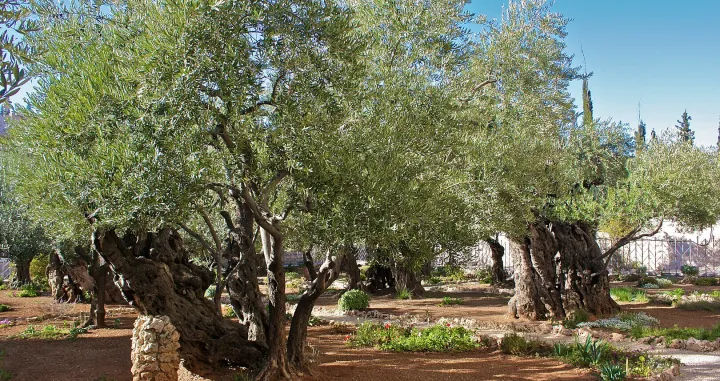 Maslinici u Istočnom Jeruzalemu/ Wikimedia/