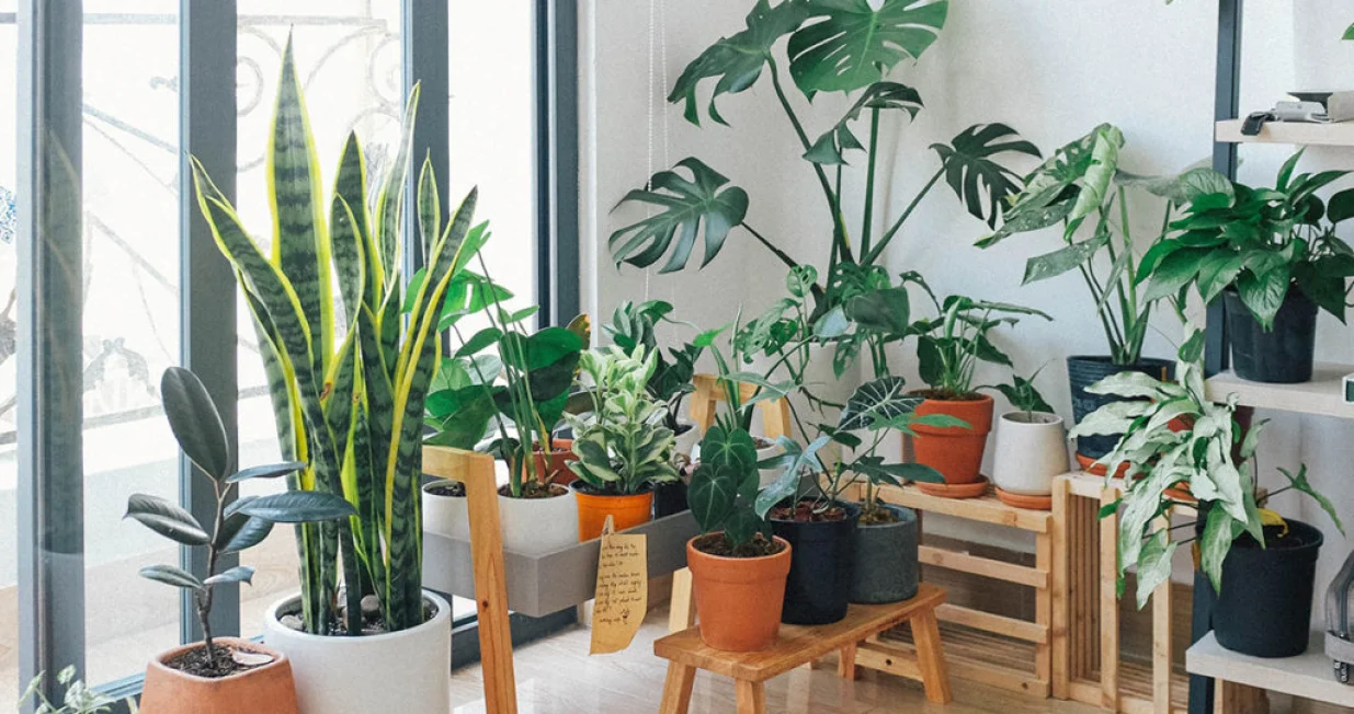 kućne biljke cvijeće<br>Plantella/