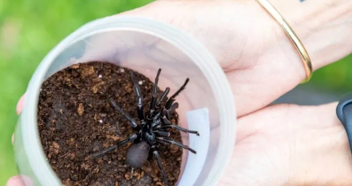 najotrovniji pauk pauk dupljaš nazvan "Hercules"/