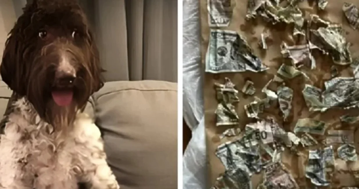 Pas pojeo 4.000 dolara koje je našao u kuhinji/Youtube/@cbspittsburgh