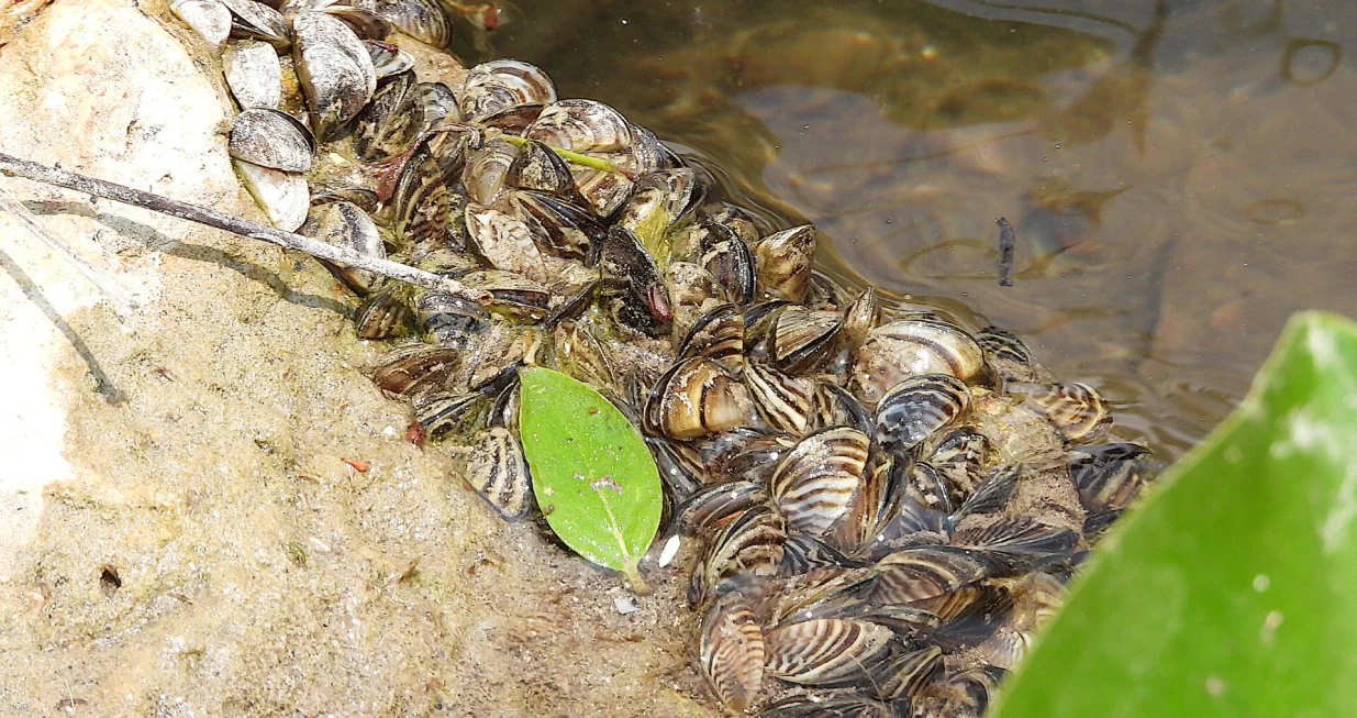 Ova invazivna vrsta prijeti Neretvi/ Flickr/ Don Henise/