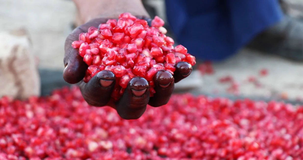 epa08843928 An Afghan boy shows pomegranate seeds for export in Kandahar, Afghanistan, 26 November 2020. Kandahar is famous all over Afghanistan for its high quality pomegranates, which are now being exported to different countries. EPA/MUHAMMAD SADIQ/Muhammad Sadiq